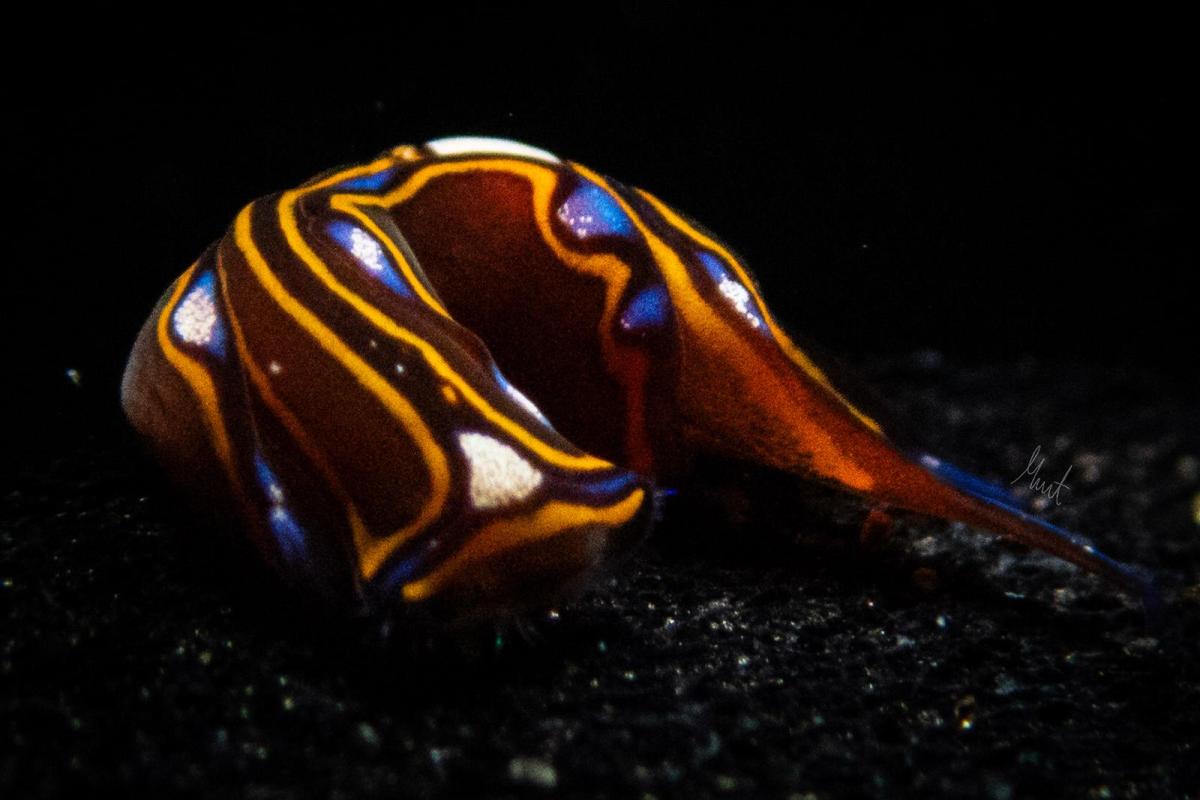 Chelidonura hirundinina