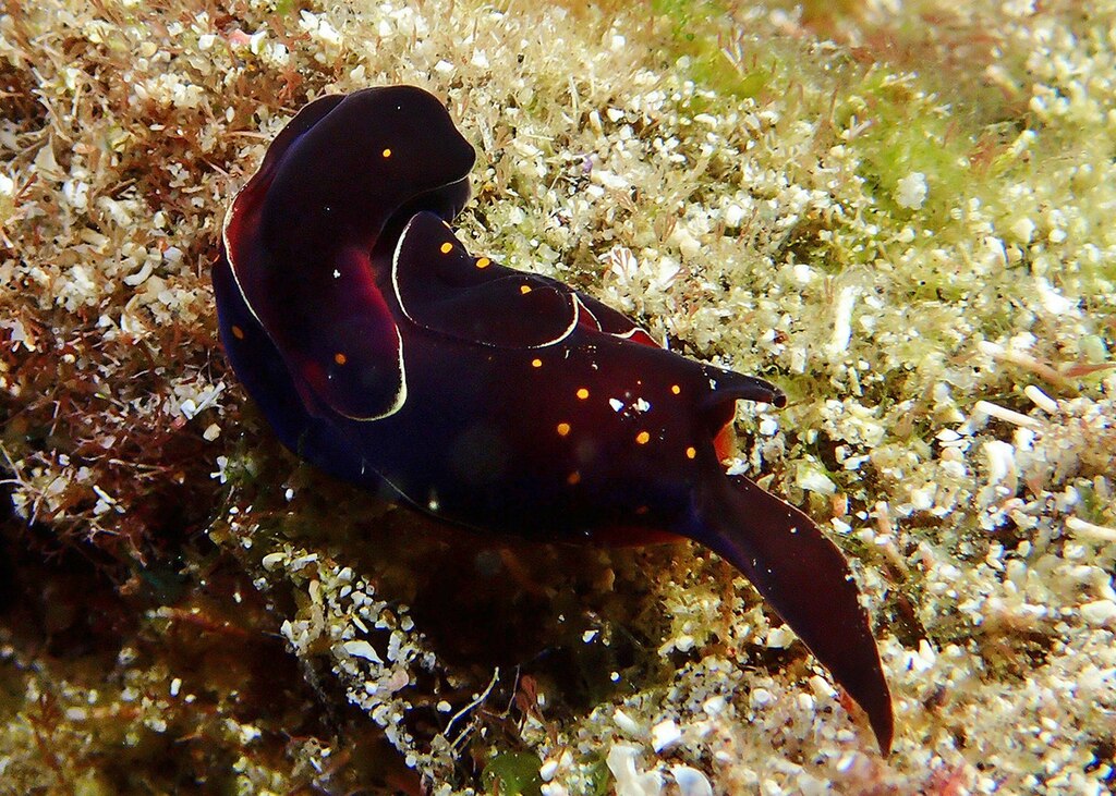 Chelidonura castanea